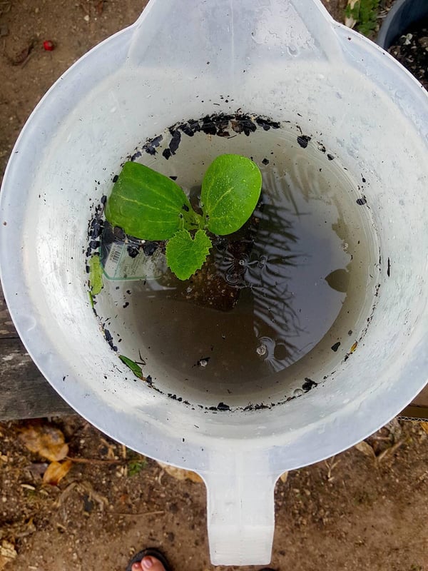How I grew a monster zucchini plant