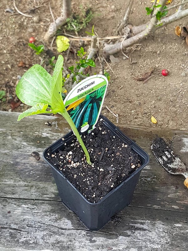 How I grew a monster zucchini plant