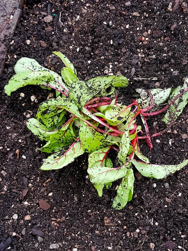 Red chard looking sad