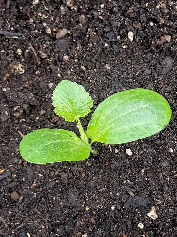 How I grew a monster zucchini plant