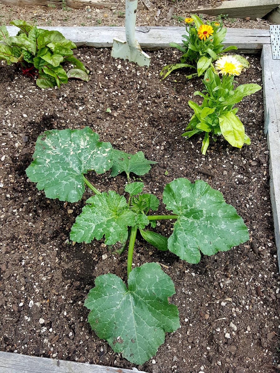 How I grew a monster zucchini plant