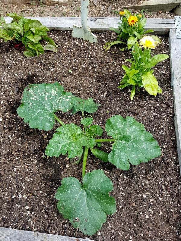 How I grew a monster zucchini plant