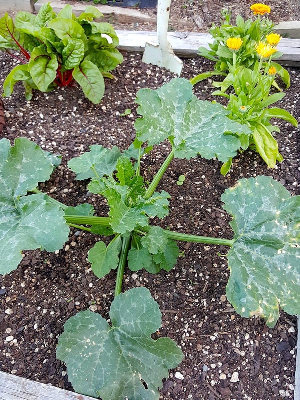 How I grew a monster zucchini plant