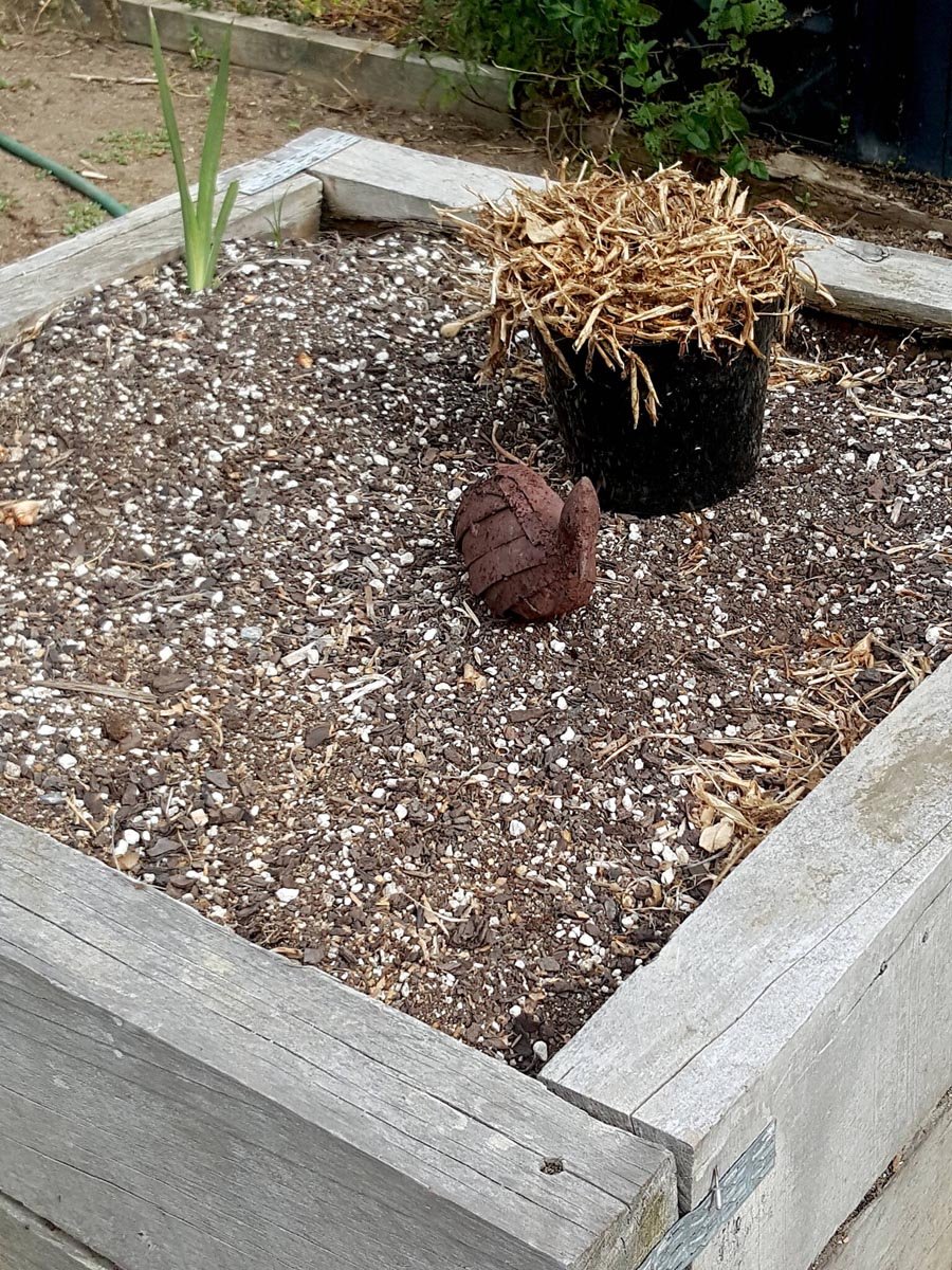 How I grew a monster zucchini plant