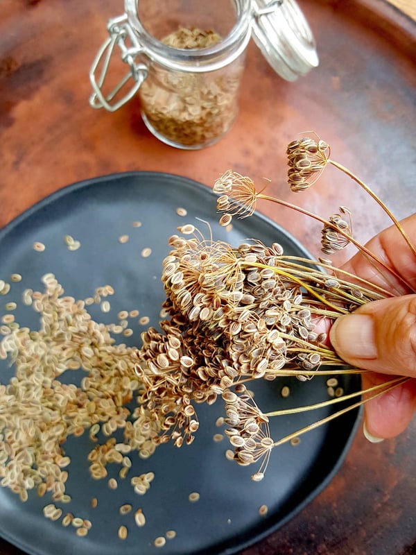 Harvesting dill seeds