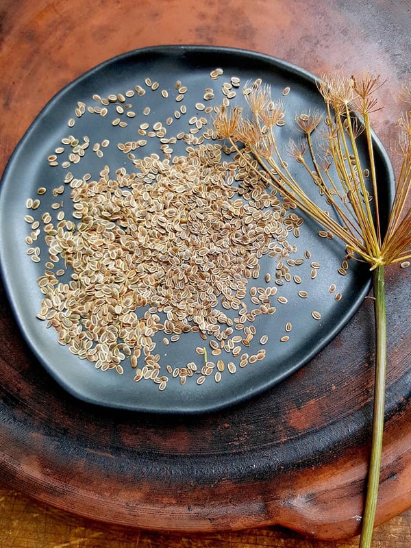 Harvesting dill seeds