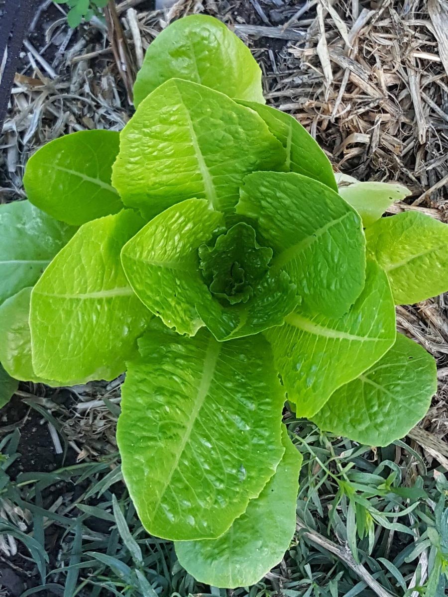 Cos lettuce