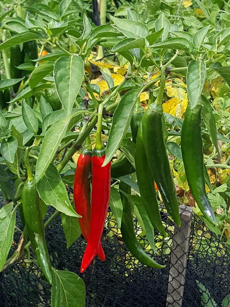 Chillies in autumn
