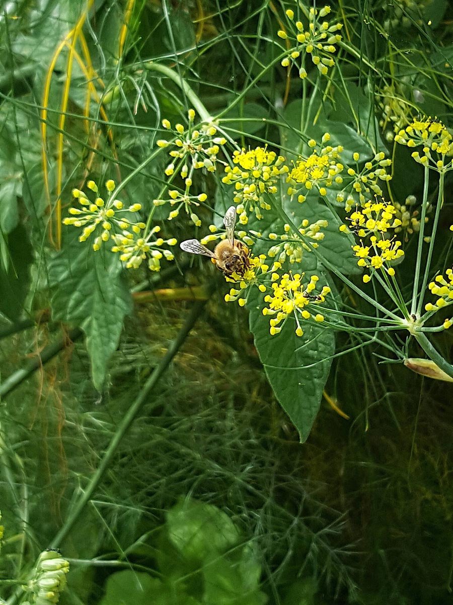 Fennel