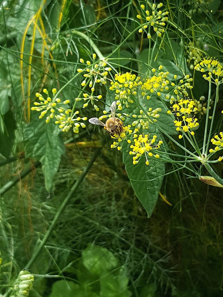 Fennel