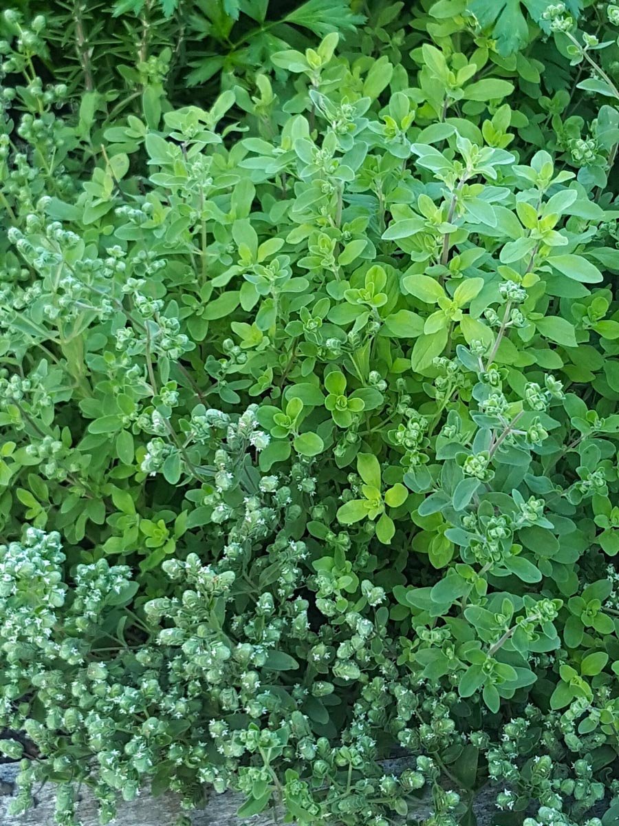 Marjoram