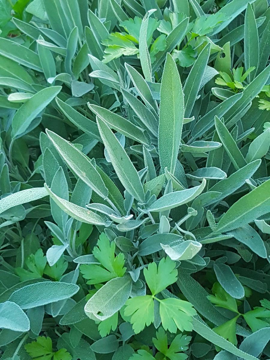 Sage