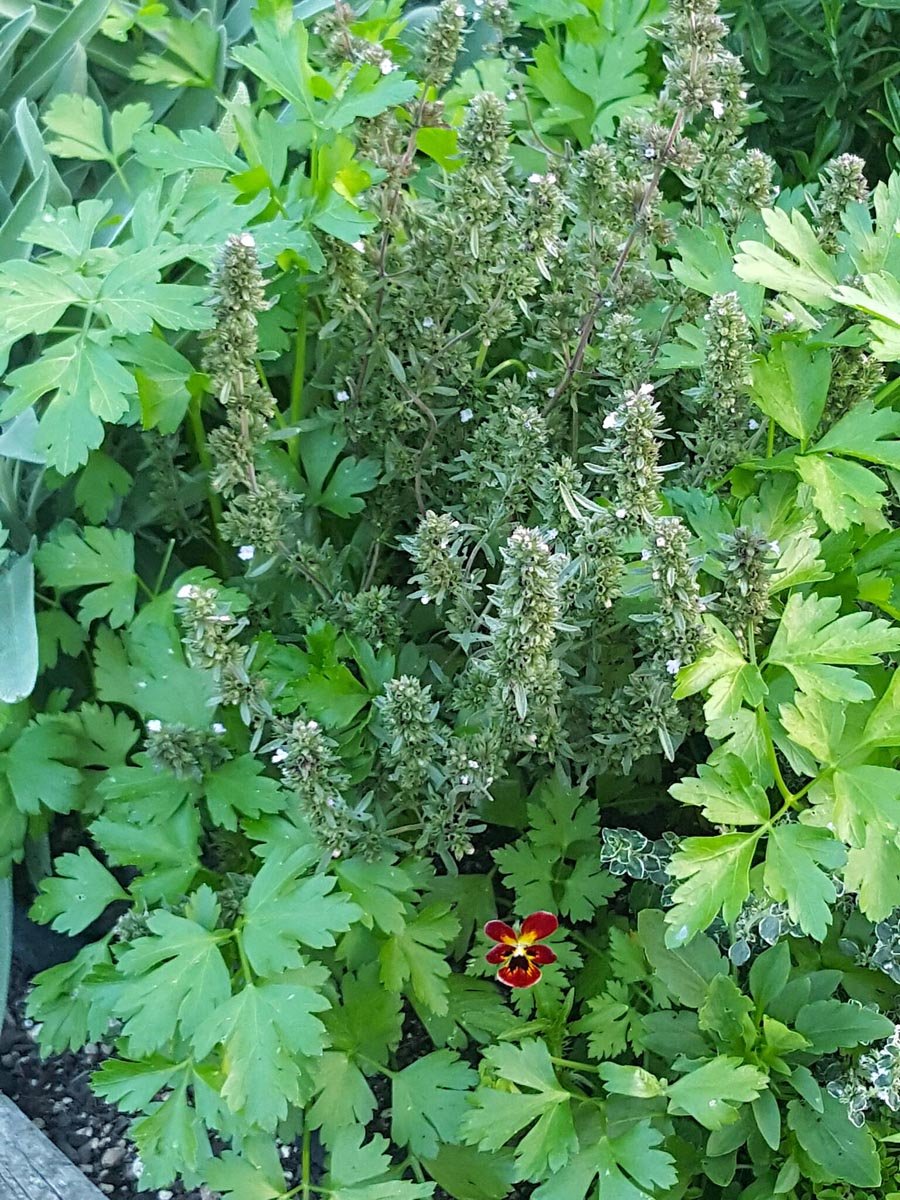 Summer savoury
