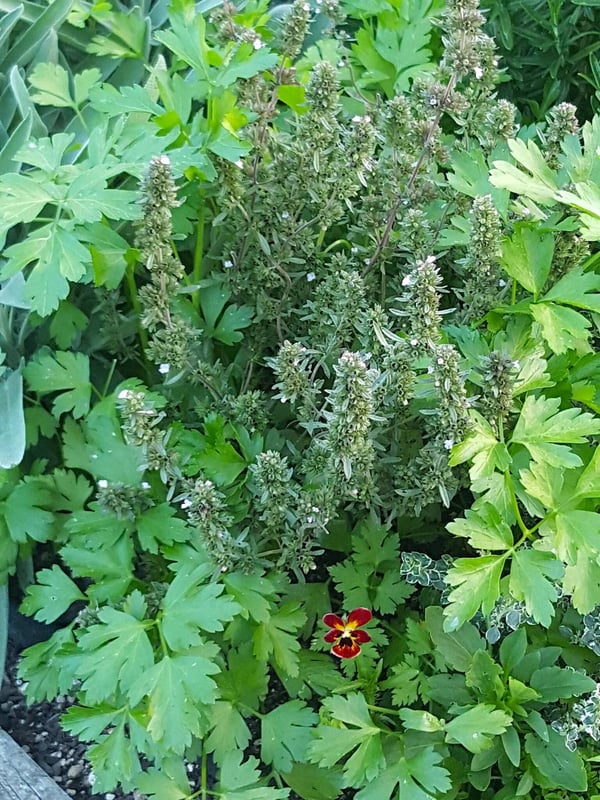 Summer savoury