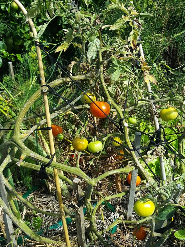 End of the summer tomatoes
