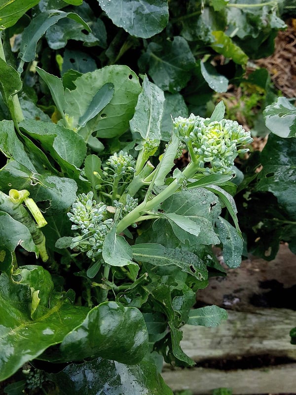 Broccolini