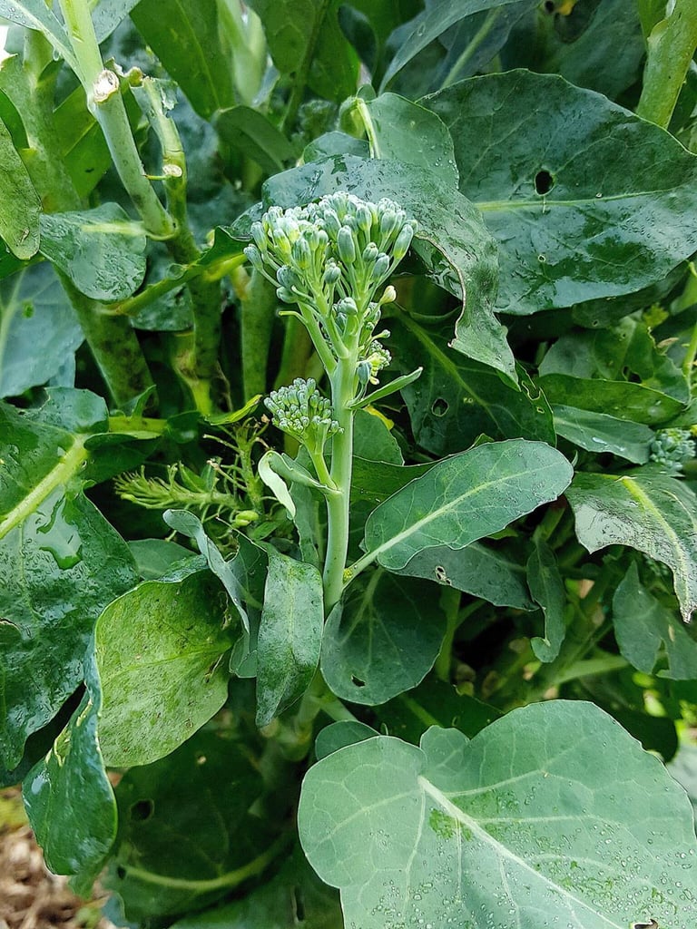 Broccolini