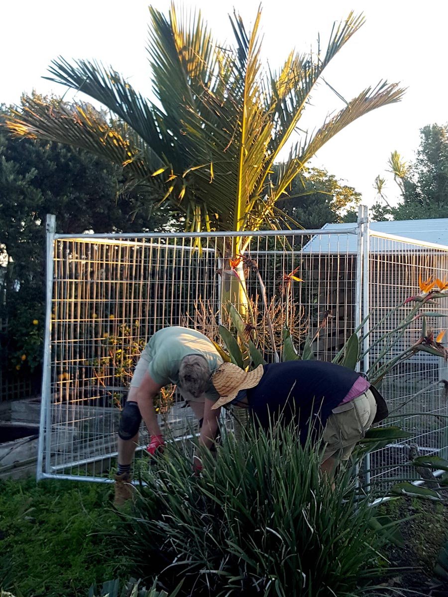 Digging out bird of paradise