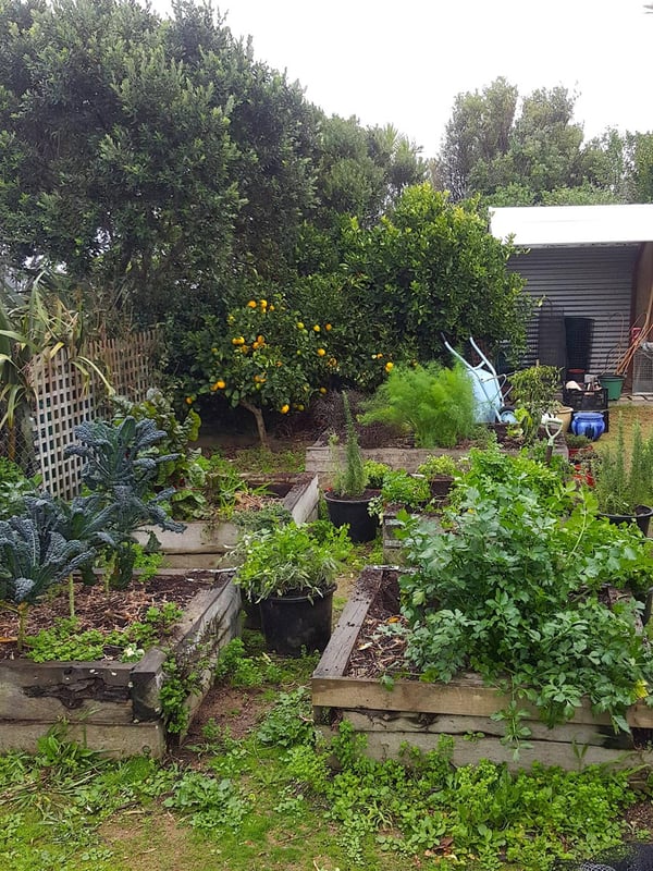 Digging out plants