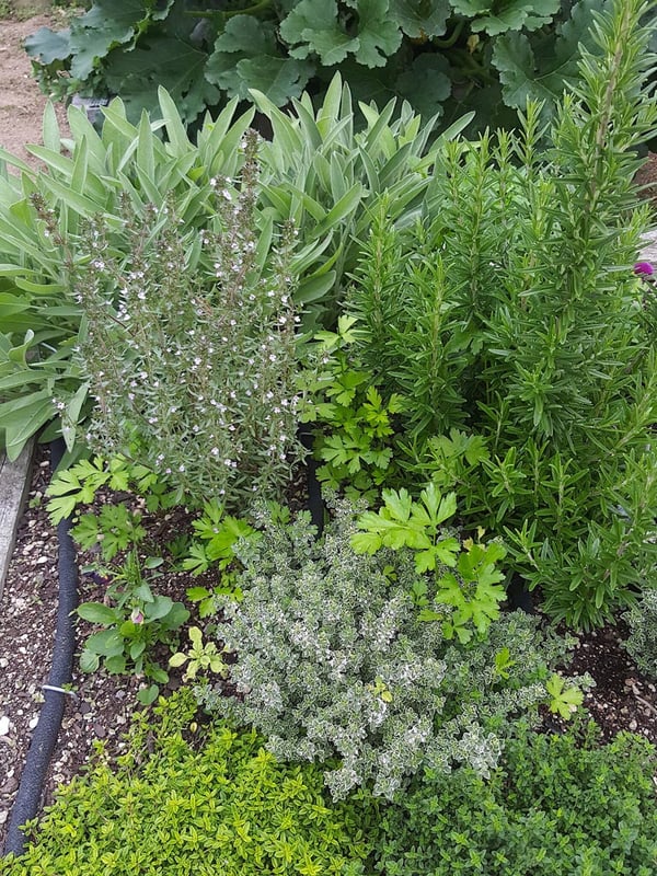 Herbs