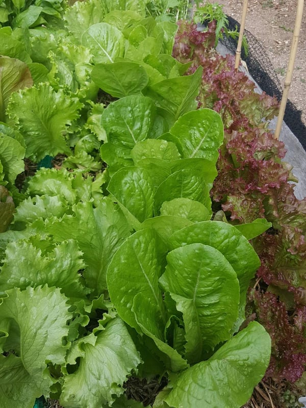 Lettuce