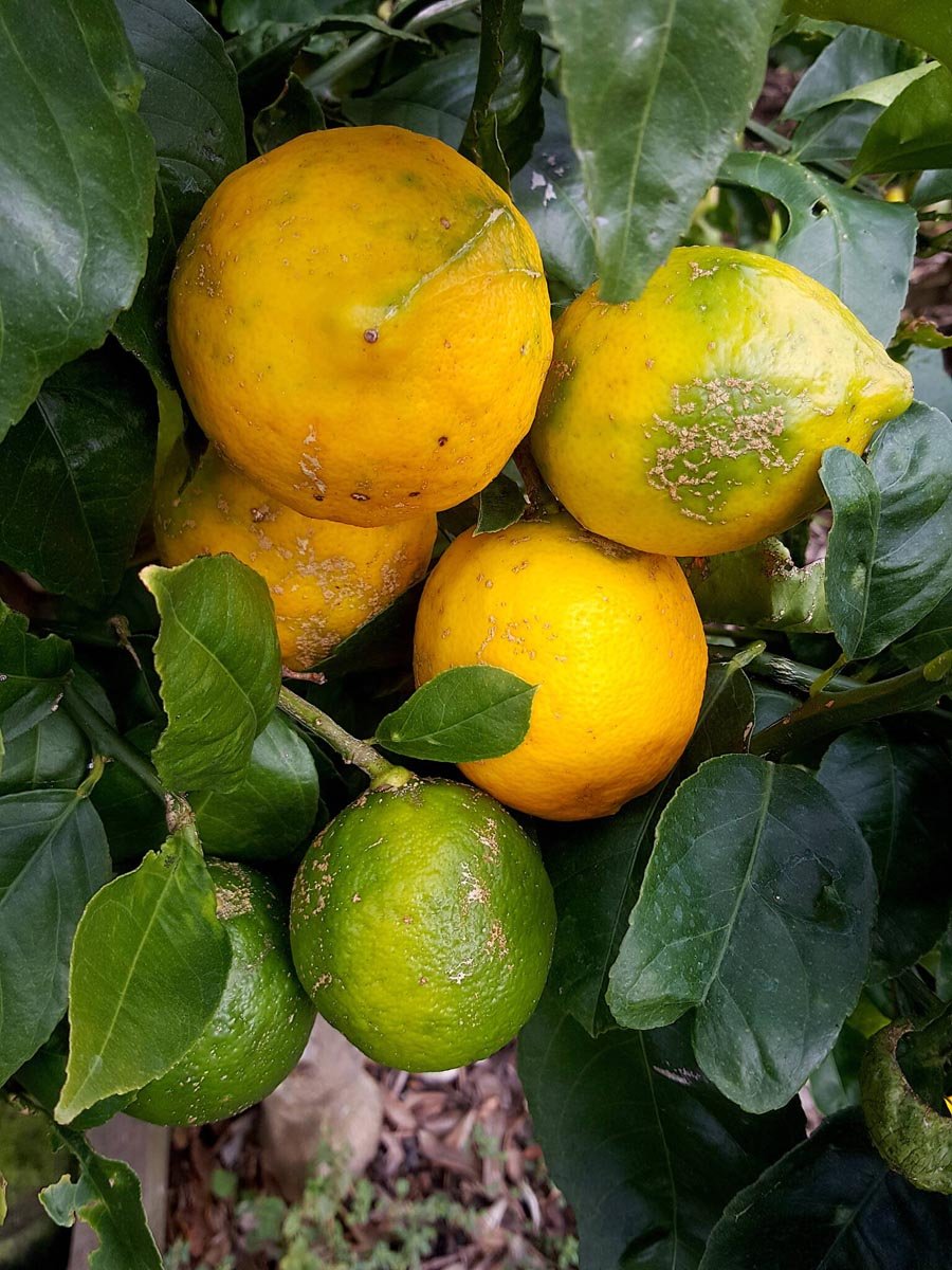 Meyer lemons