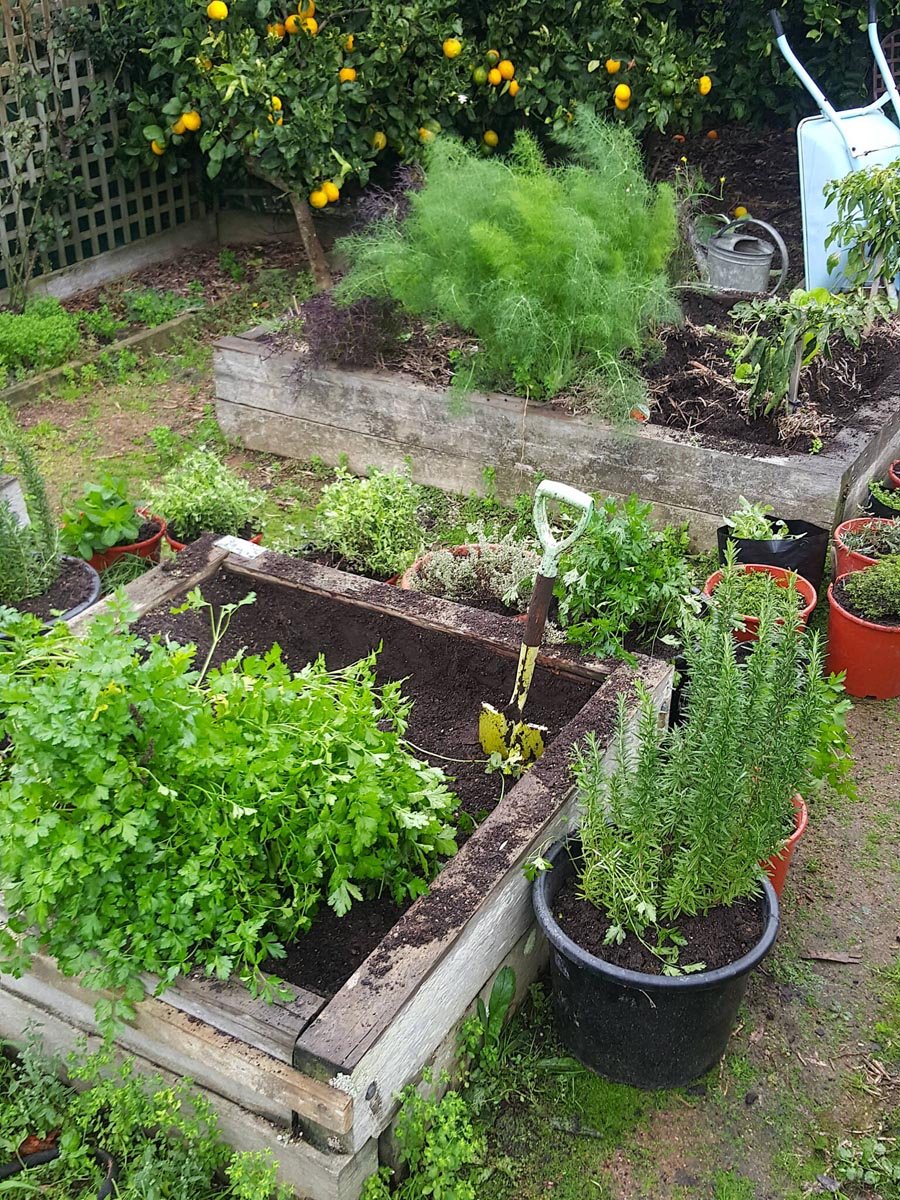 Parsley