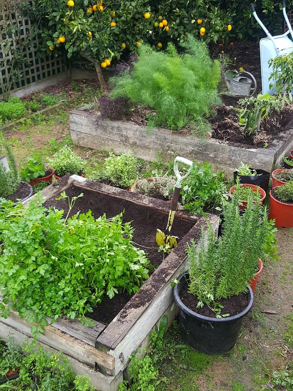 Parsley