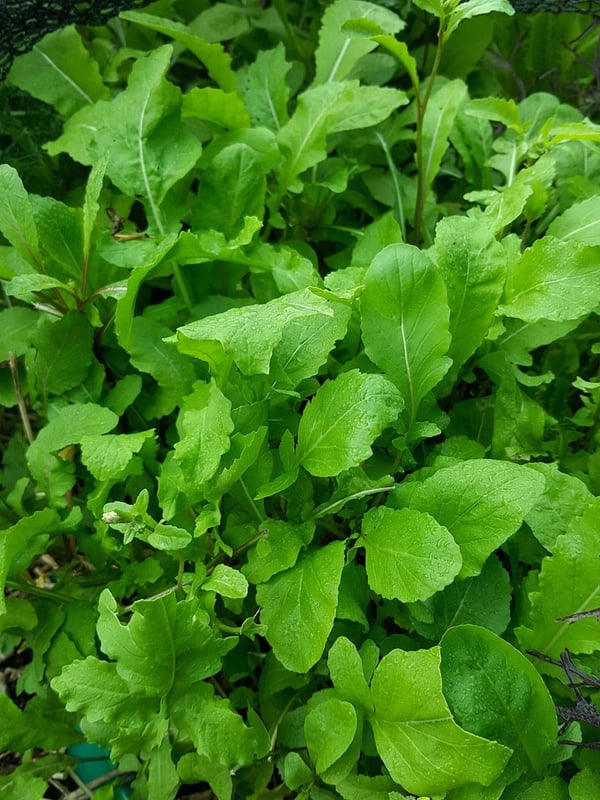 Rocket pesto with poached eggs