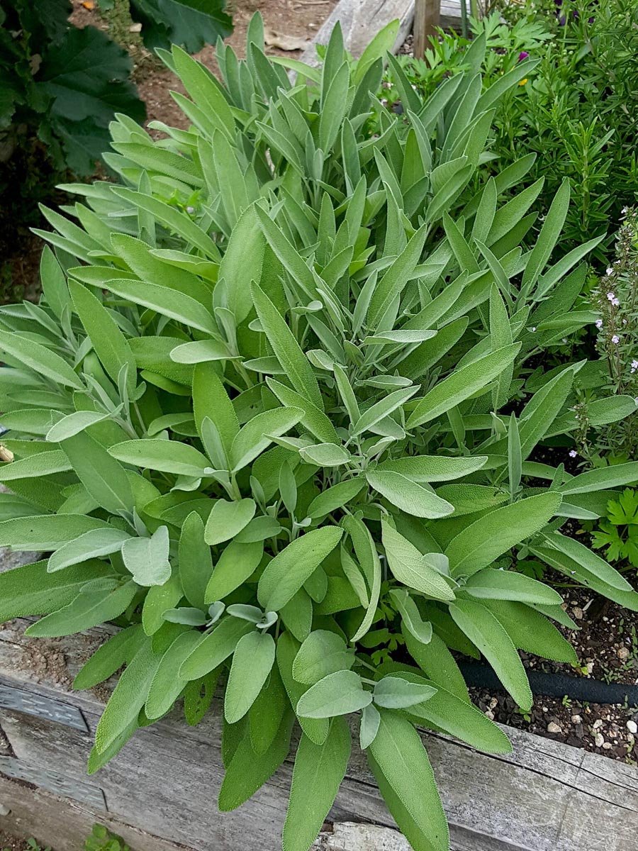 Sage