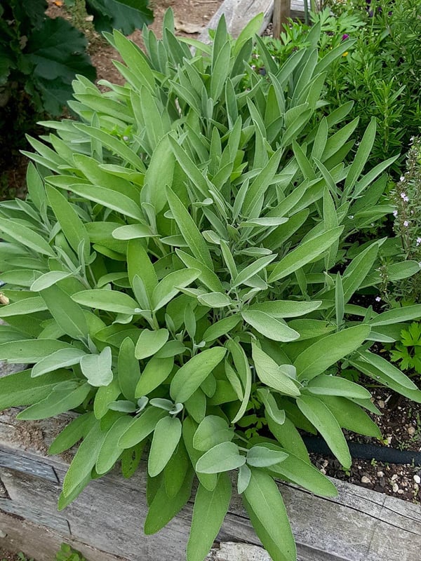 Sage