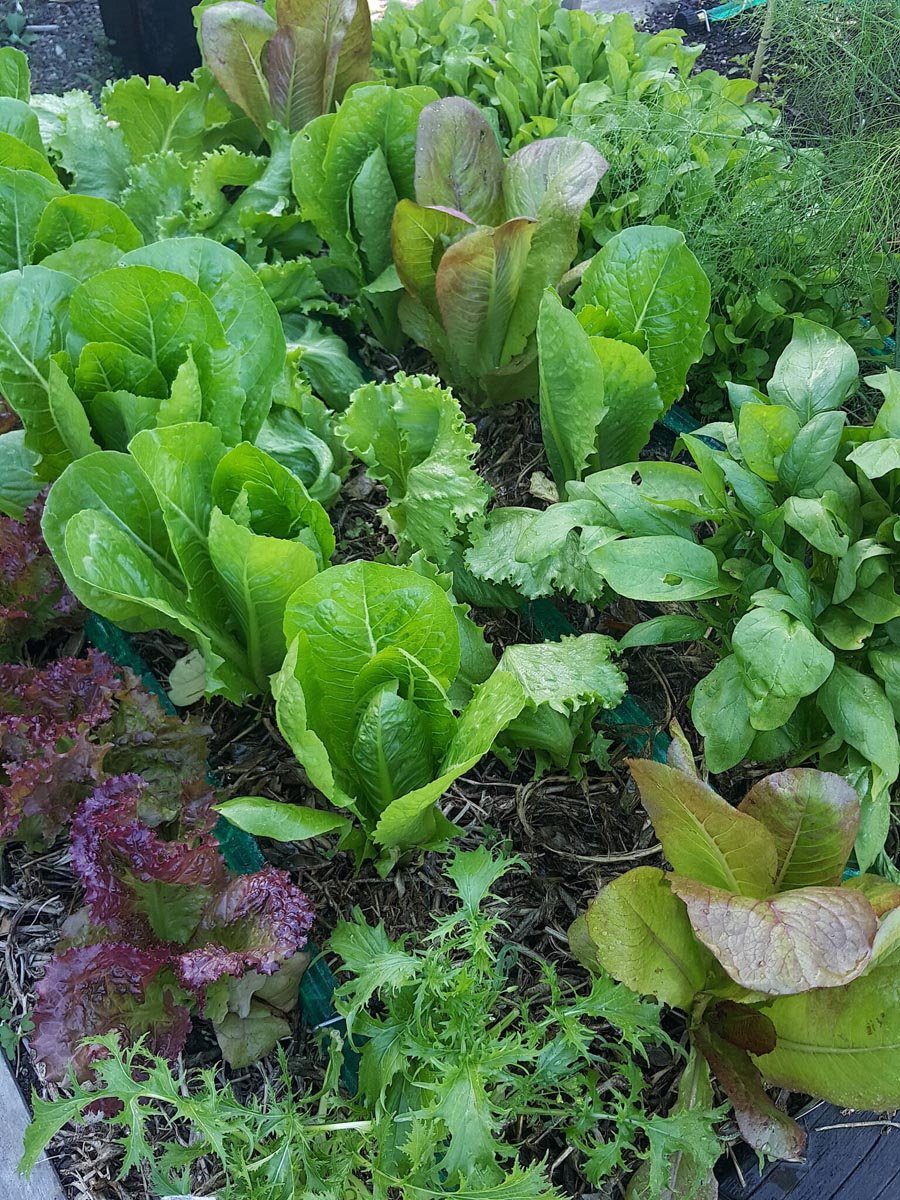 Salad galore!