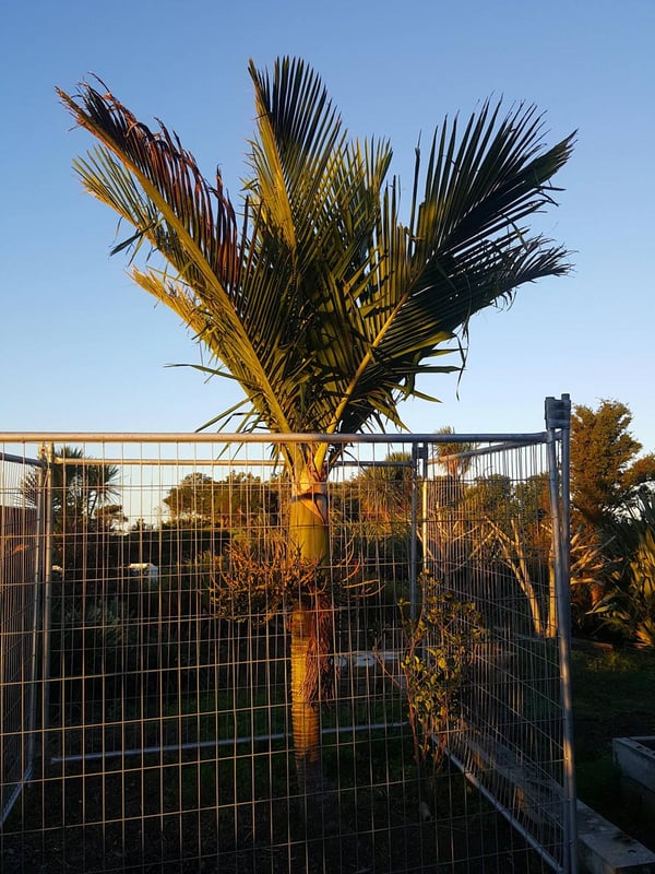 The Nikau is saved