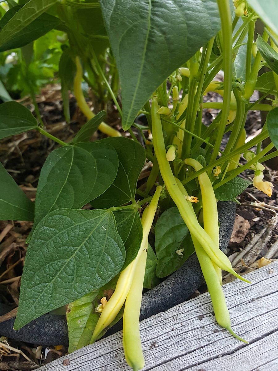 Yellow beans