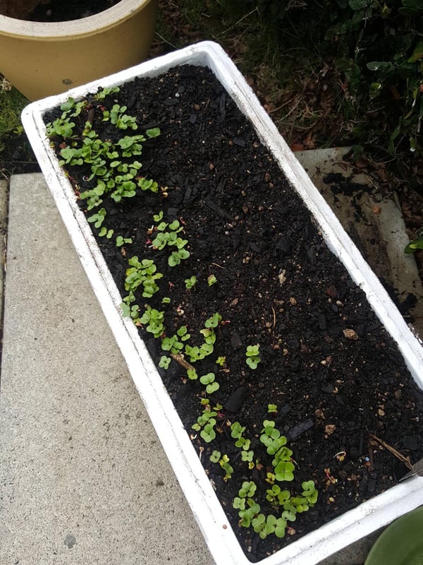 Radish