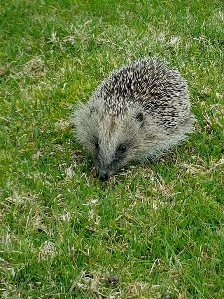 Hedgehog