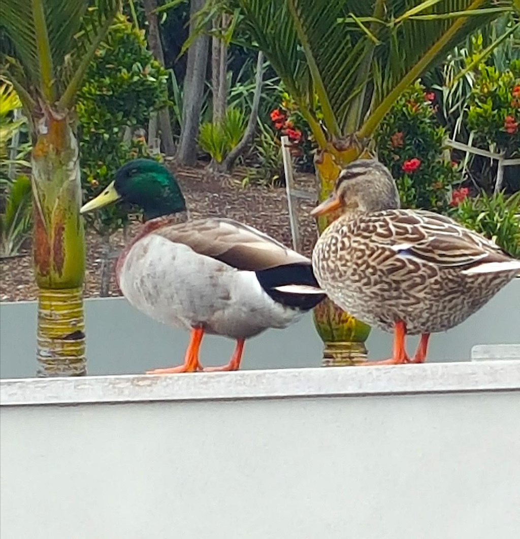 Ducks