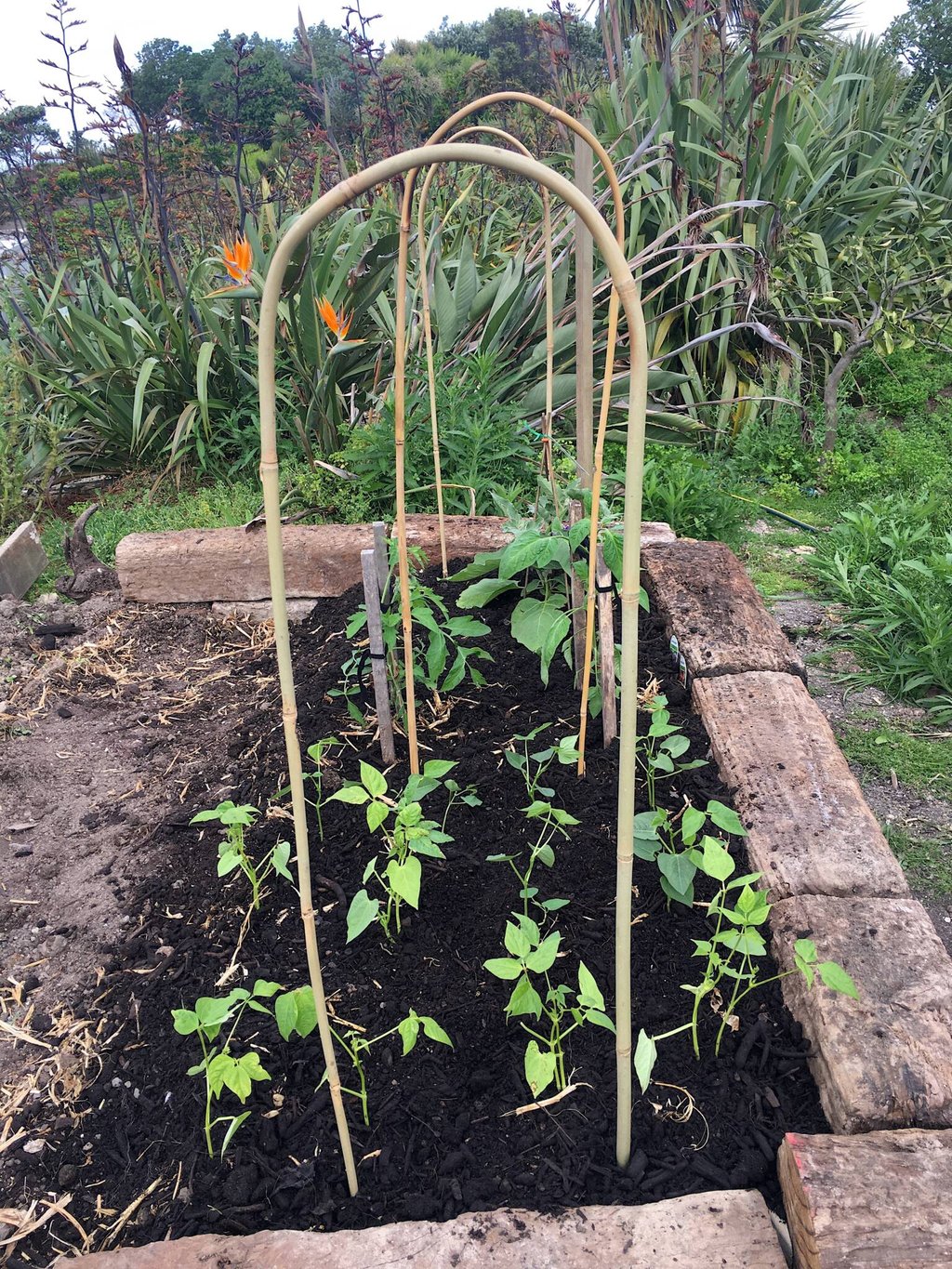 New garden