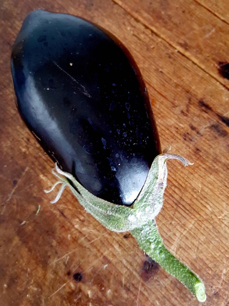 My first eggplant