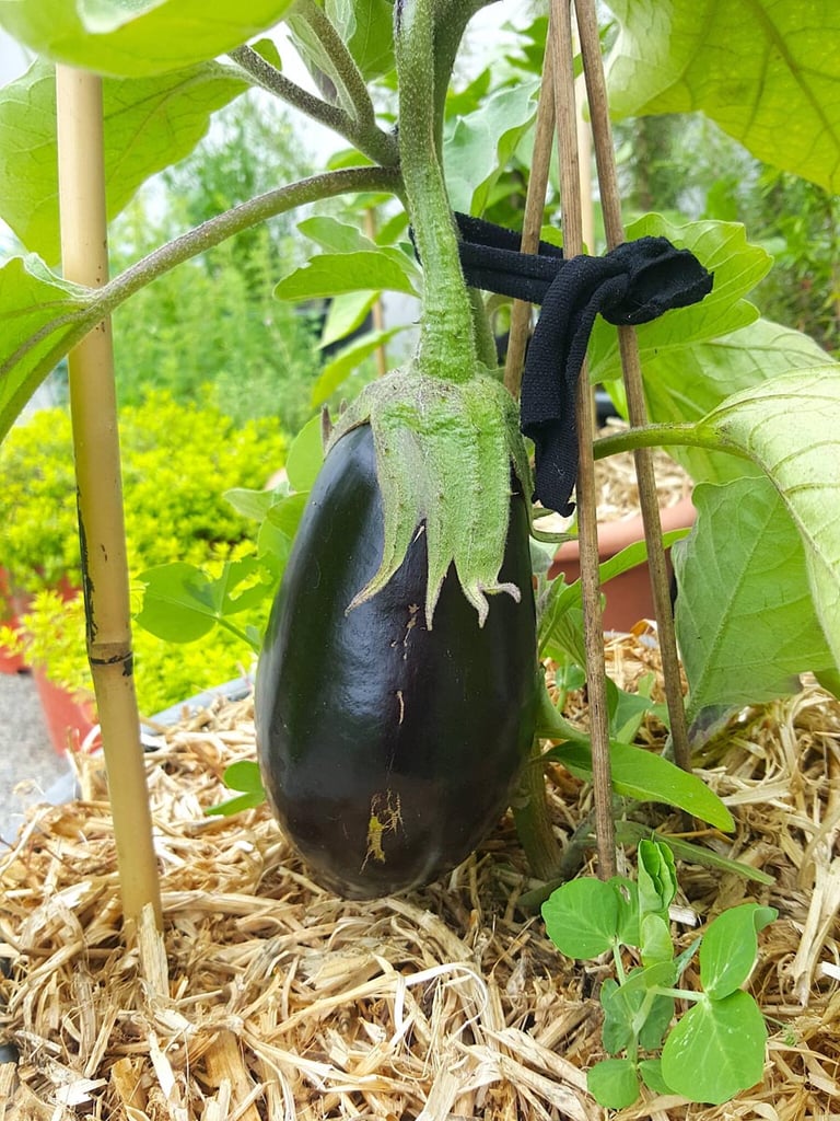 My first eggplant!