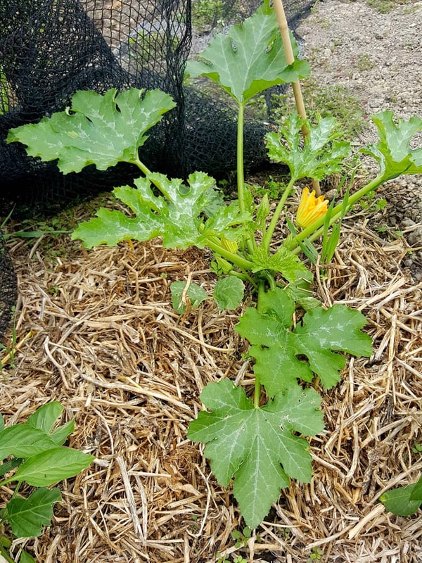 My first zucchini!