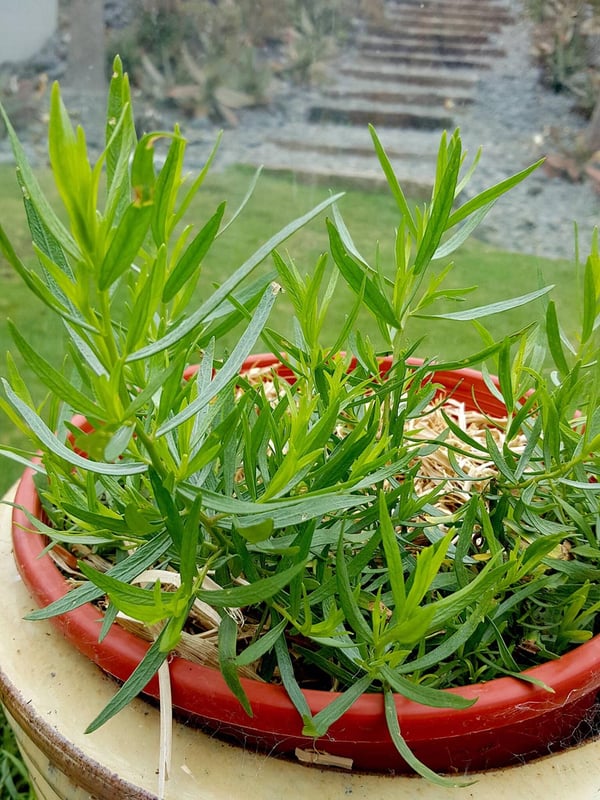 Tarragon