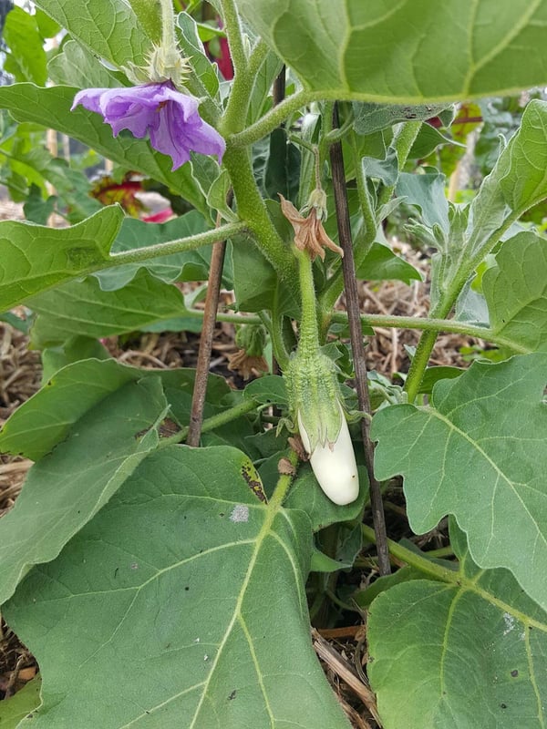 White eggplant