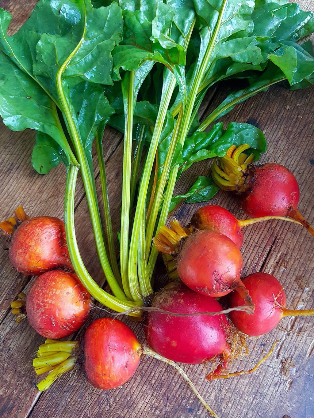Golden beetroot