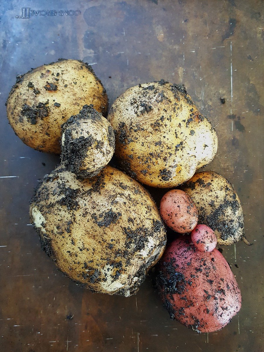 Freshly dug potatoes