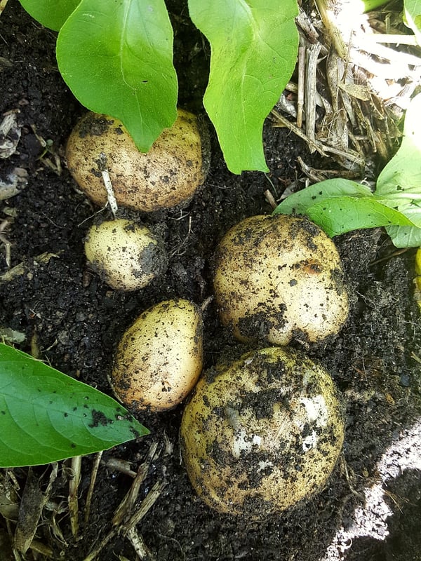 Freshly dug potatoes