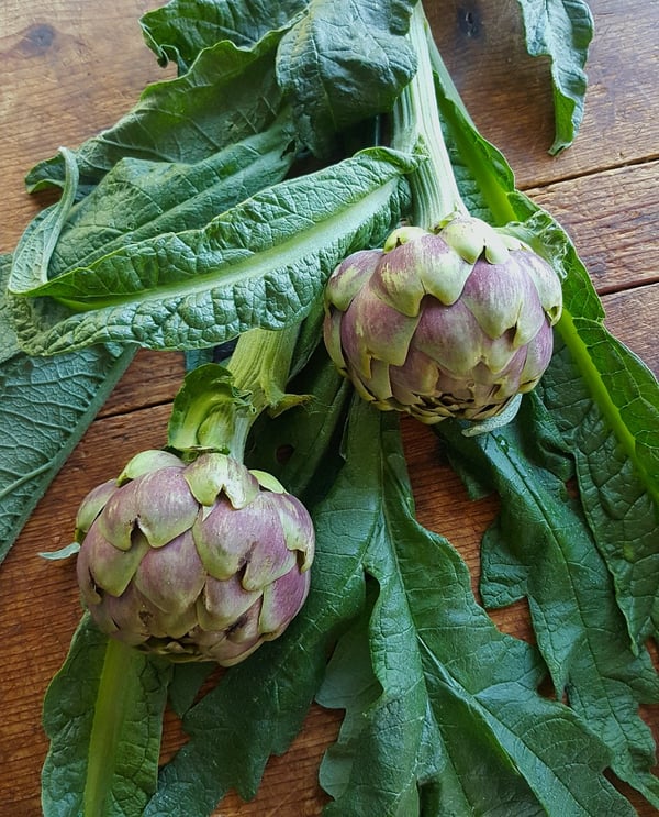 Artichoke