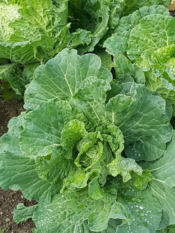 Cabbage