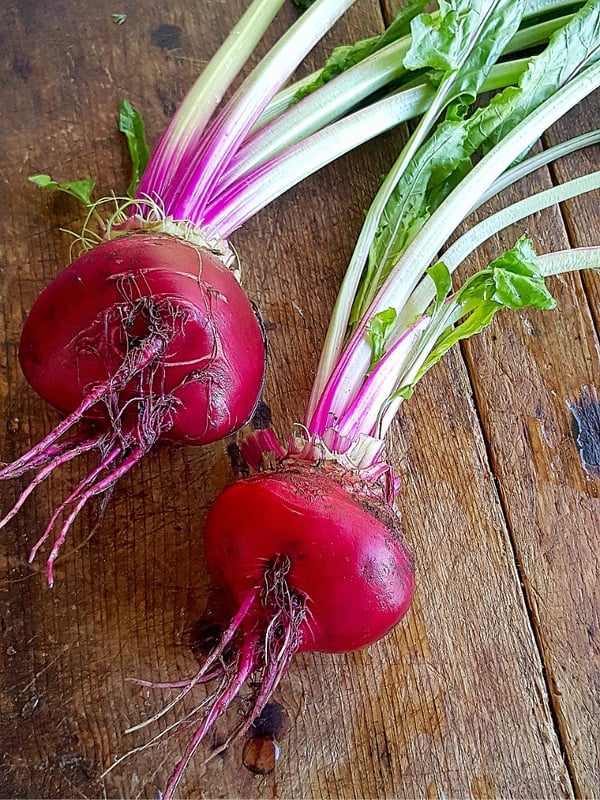 Chioggia beetroot