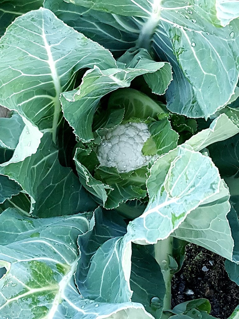 Cauliflower bud